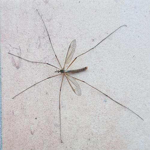 Tipula paludosa